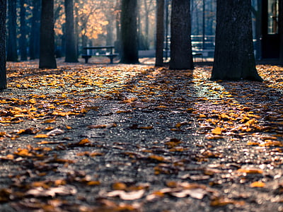 silueta, árboles, durante el día, Parque, hojas, otoño, caída