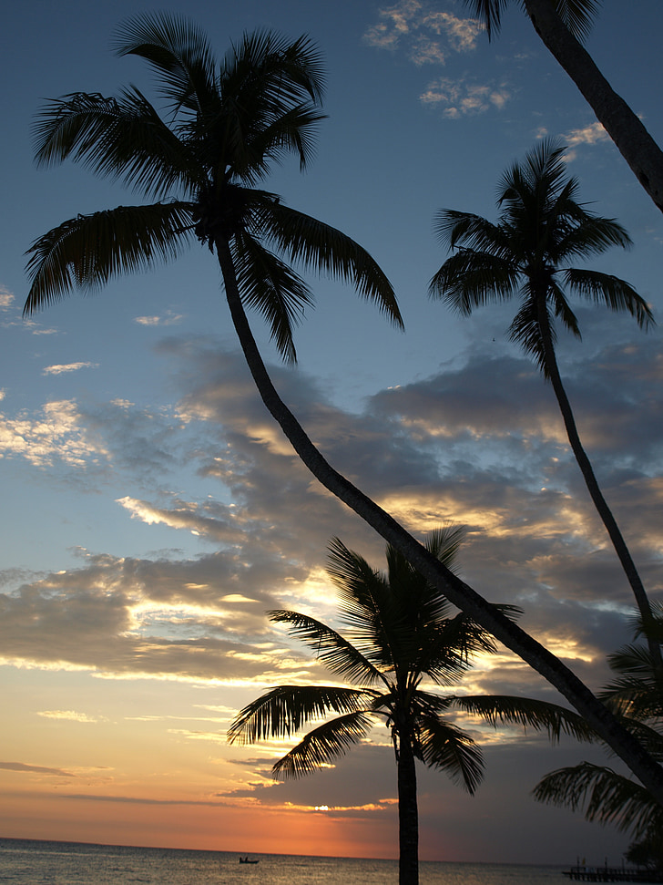 palmiers, nature, Caraïbes, plage, coucher de soleil, palmier, mer