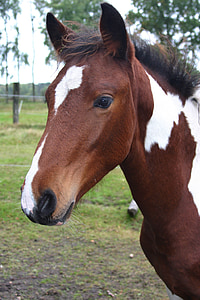 foal, horse, young animal, animal, head, horse head