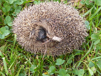 hedgehog, erinaceus europaeus, spur, ball, animal, predator, nature