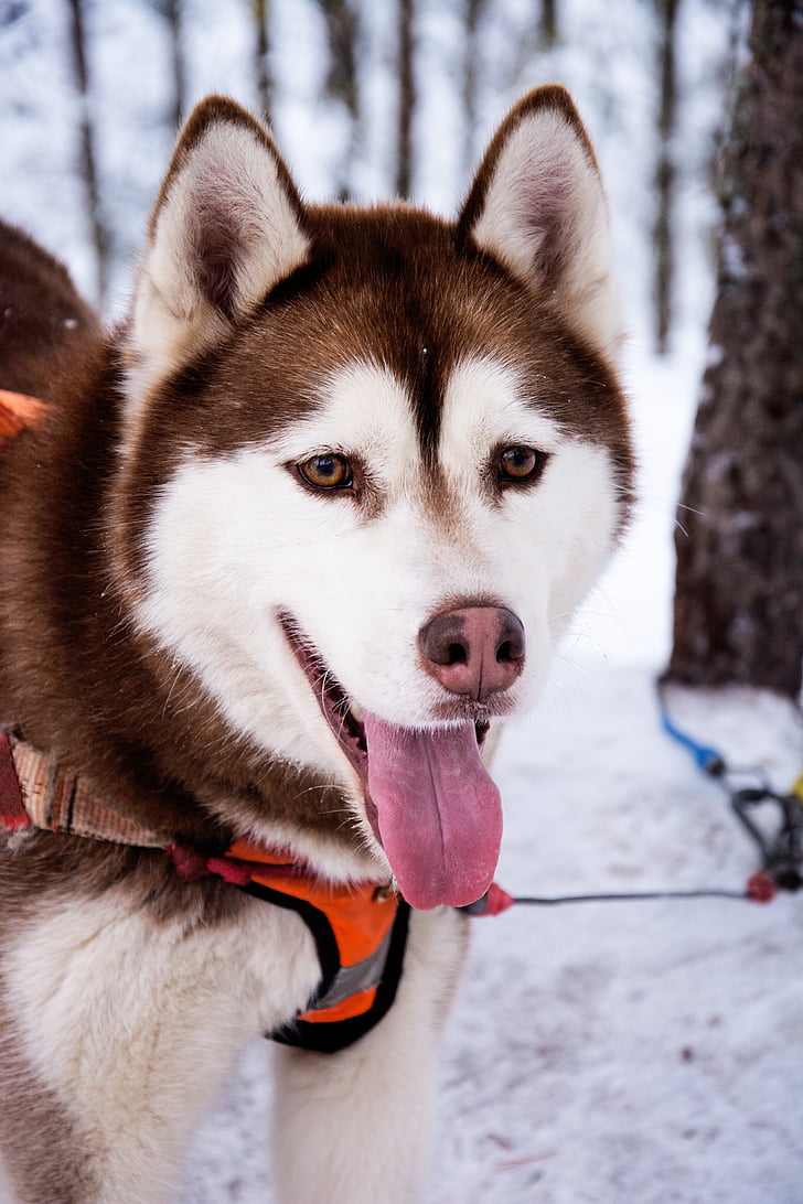 Husky, kutya, kutyaszán, hó kutyák, téli erdő, hó, Riga