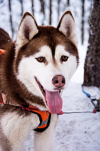 Huskies, gos, gos de trineu, gos de neu, bosc d'hivern, neu, Riga