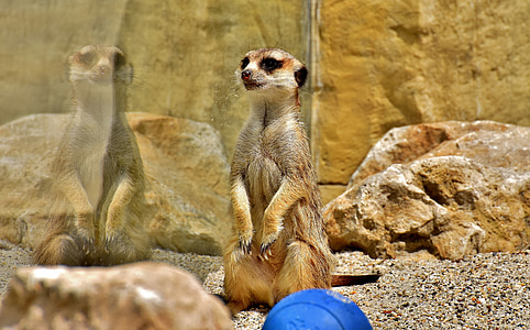 meerkat, mirroring, cute, curious, animal, nature, mammal