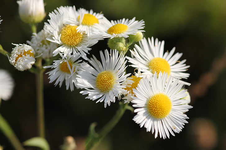erigeron annuus, meadow flower, blooming, floral, colorful, white, yellow