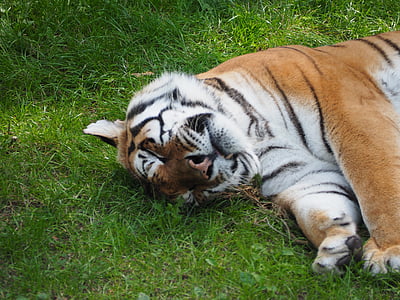 Tiger, kissa, Serengeti-puisto, Zoo, Saksa