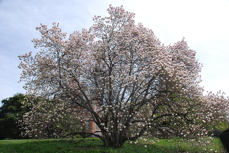 tree, blossom, spring, cherry, pink, bloom, blooming