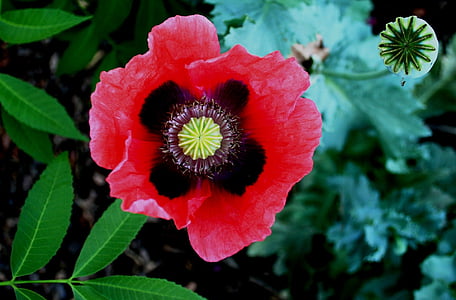 poppy, red, open, flower, bloom, centre, black