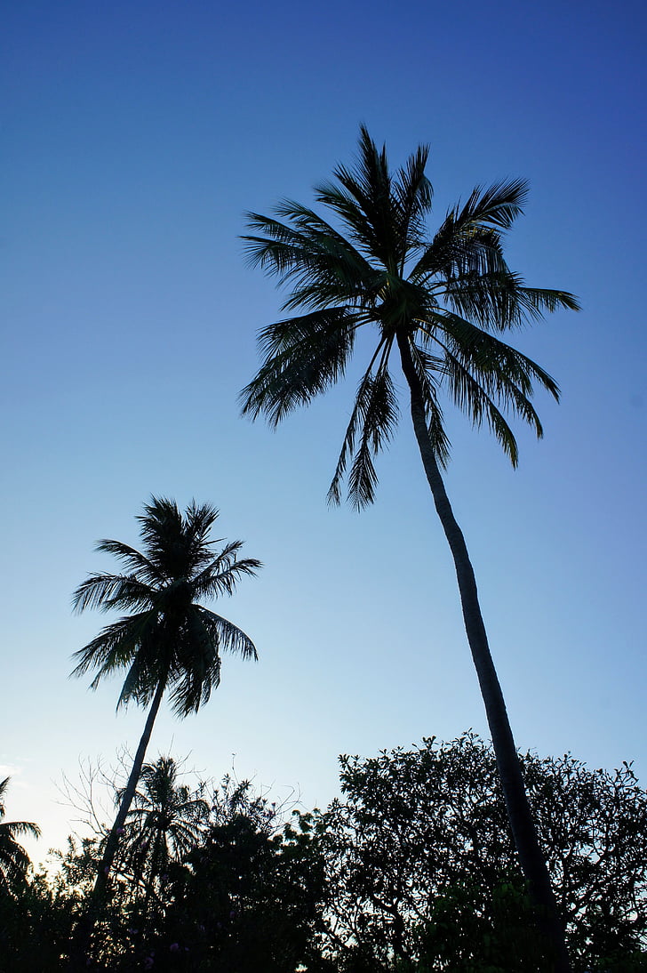 palm trees, blue sky, sky, green, clouds, partly cloudy, exotic