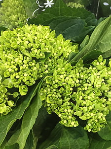 botany, hydrangea, flower, green, close up, bouquet, florist