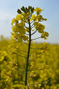 oilseed rape, เขตข้อมูลของ rapeseeds, พืชที่หายาก, สีเหลือง