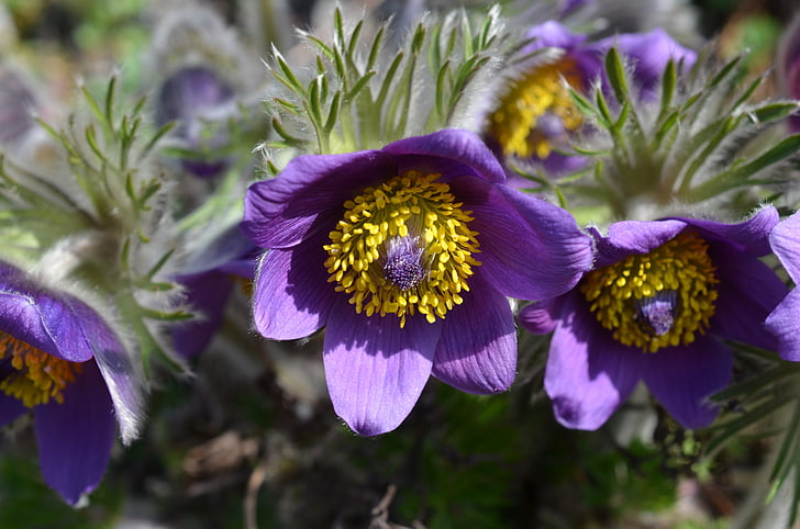 Kuhschelle, Blüte, Bloom, Blume, Pulsatilla vulgaris, Frühling, violett