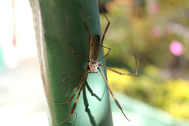 αράχνη, αραχνοειδές έντομο, Κισσός, arachnophobia, φύση, bug, Web