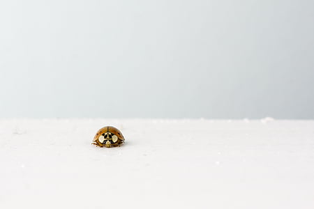 brown, ladybug, white, surface, animal, luck, insect