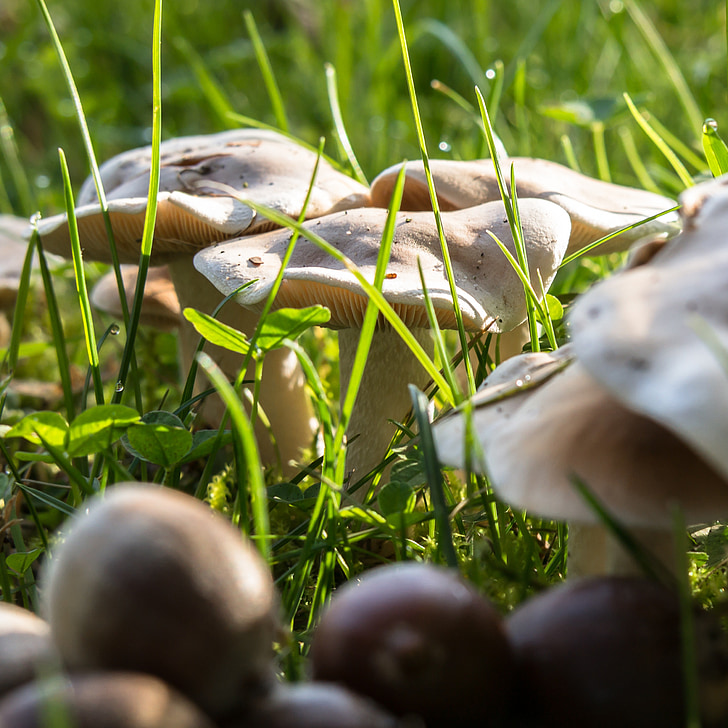 autumn, mushrooms, acorns, meadow, grass, seasons, moist