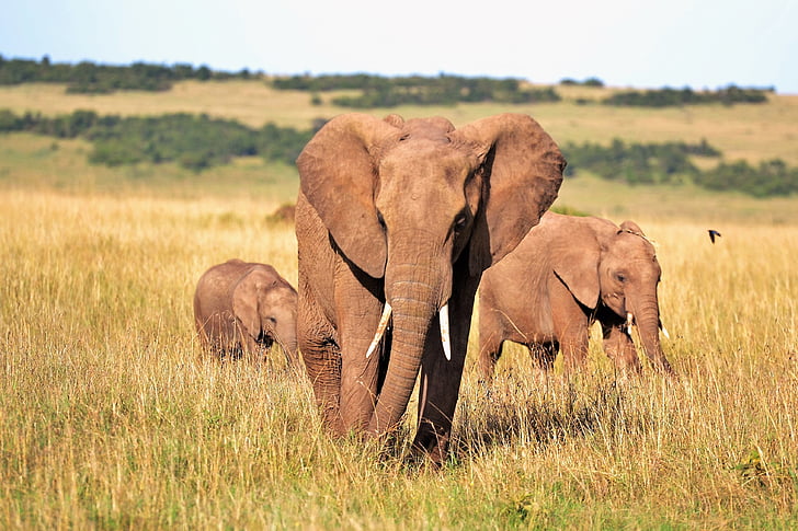 สัตว์, ช้าง, ช้าง, เคนย่า, เอางา, สัตว์ป่า, สัตว์ในป่า
