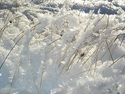 téli hangulatban, fű, szezon, fehér, hideg, jég, hó