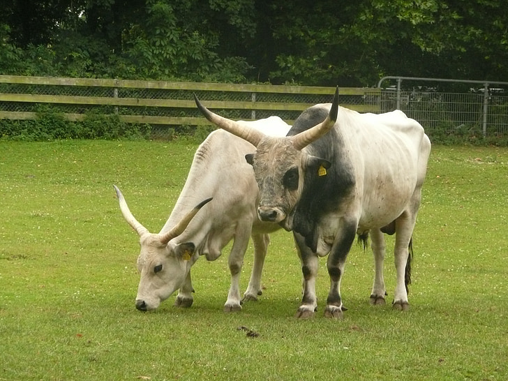 hungarian grey cattle, horns, sanfrancisco, freiburg, domestic animals
