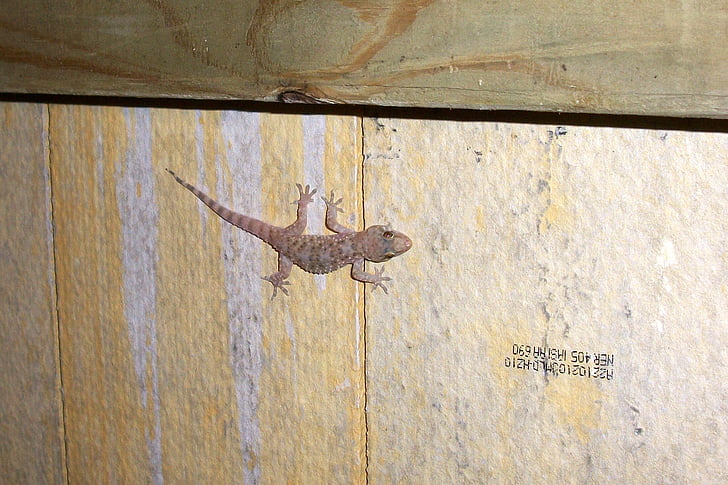 Gecko, Salamander, plaz, studené čistokrvný, jašterica, zviera, noc