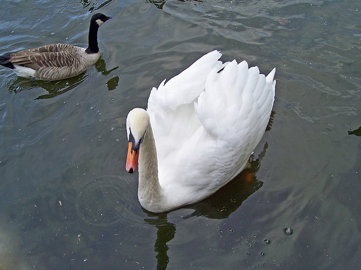 mute swan, Cygnus olor, Swan, păsările de apă, cocean, mascul pasăre, alb