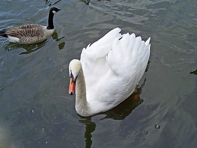 mute swan, cygnus olor, swan, waterfowl, cob, male bird, white
