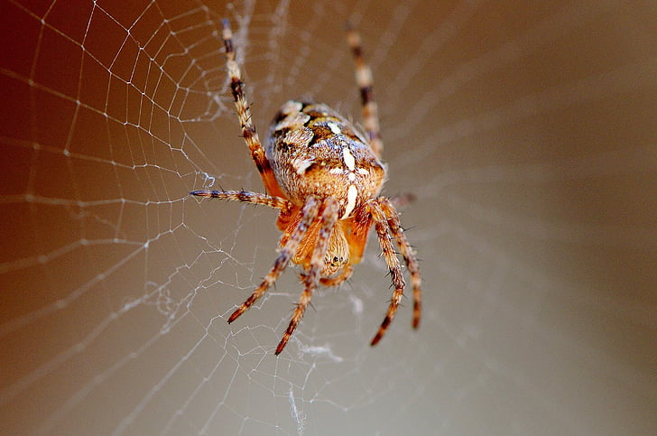 Spinne, Insekt, in der Nähe, Spinnennetz, Tier, Natur, Netzwerk