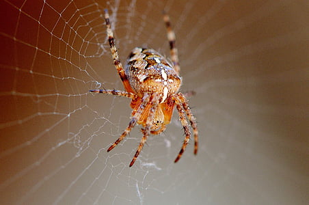 spider, insect, close, cobweb, animal, nature, network