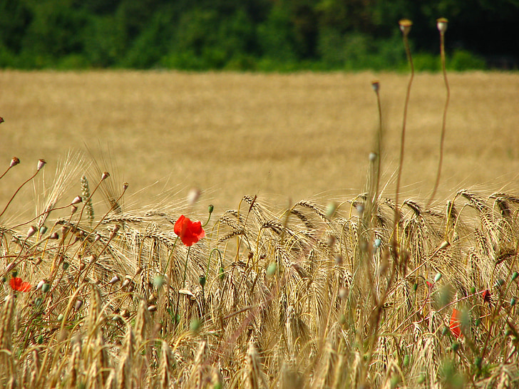 polje pšenice, šiljak, pšenica, polje kukuruza, Mak, žitarice, Crveni