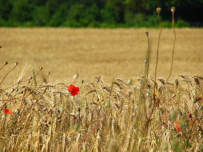 ladang gandum, Spike, gandum, ladang jagung, Poppy, sereal, merah