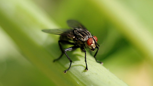 fluga, liten, Wing, insekt, sitter, djurvärlden, sommar