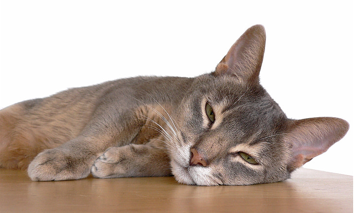 абисинска котка, котешки, египетски, Зула, Популярни, късокосместа, САЩ