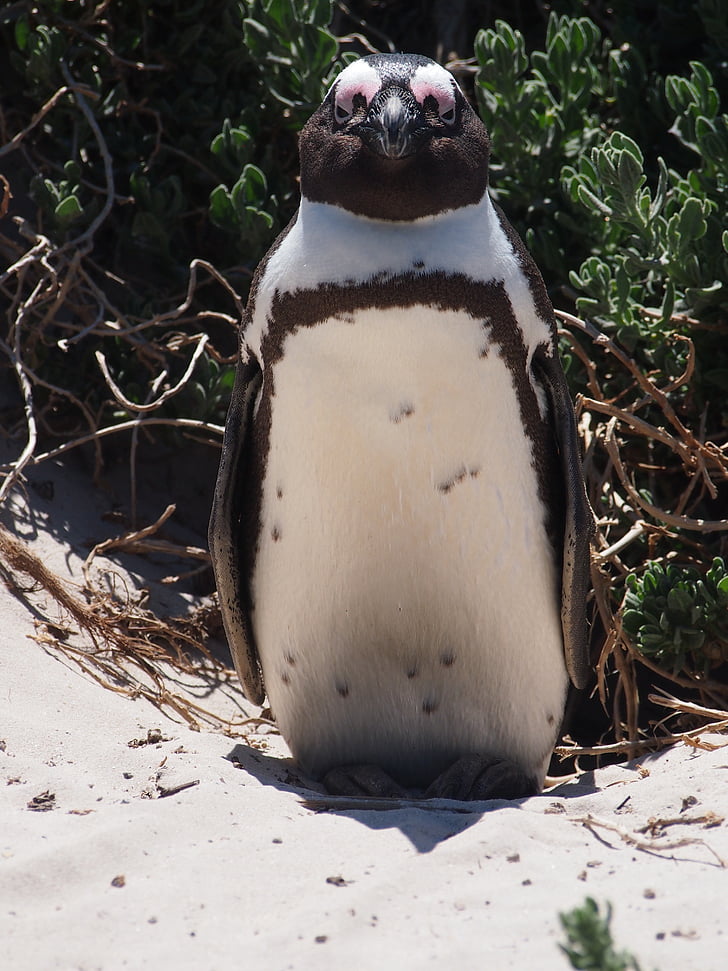 pingvīns, putns, Dienvidāfrikas Republika, pludmale, smilts