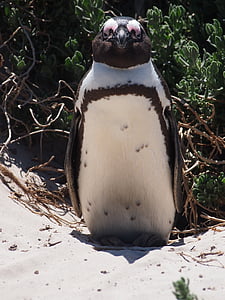 pingvin, ptica, Južna Afrika, Beach, pesek