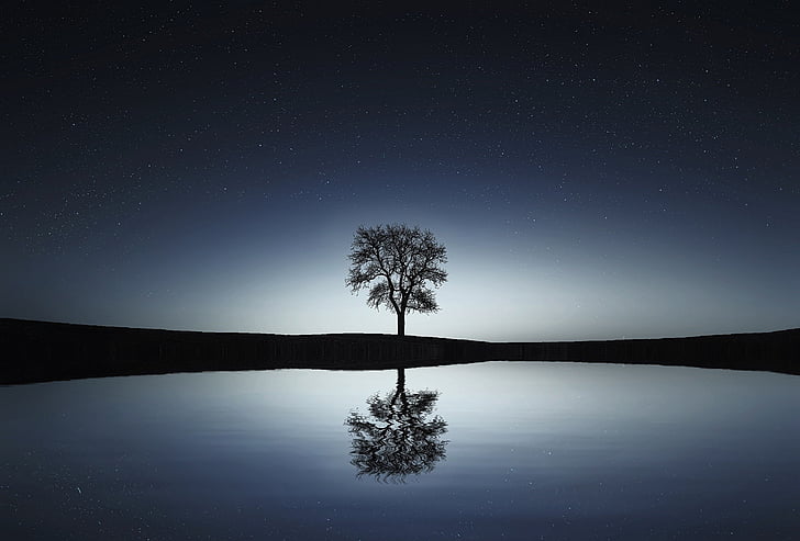 silhouette, arbre, à côté de, corps, eau, Or, heure