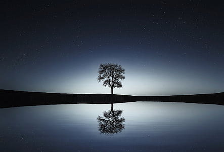 silueta, arbre, al costat de, cos, l'aigua, d'or, hores