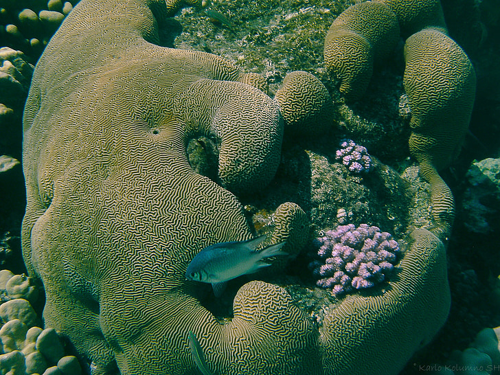 Coral, veealuse fotograafia, veealuse, kala, meeresbewohner, Sea, veealune maailm
