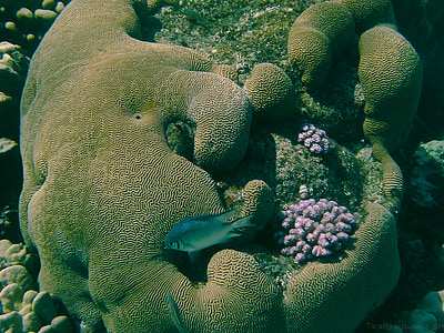 Coral, undervannsfotografering, undervanns, fisk, meeresbewohner, sjøen, undersjøiske verden