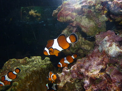 clownfish, błazenek, hľadá sa Nemo