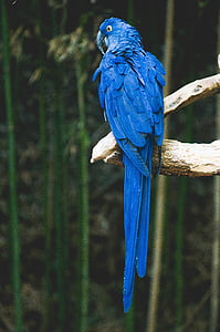 parrot, bird, blue, animal, tropical, wildlife, nature