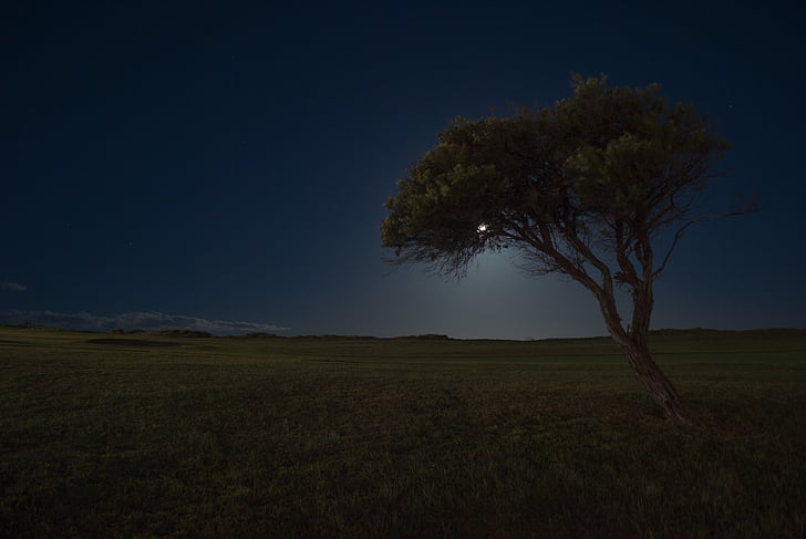 moon, night, dark, sky, stars, tree, field