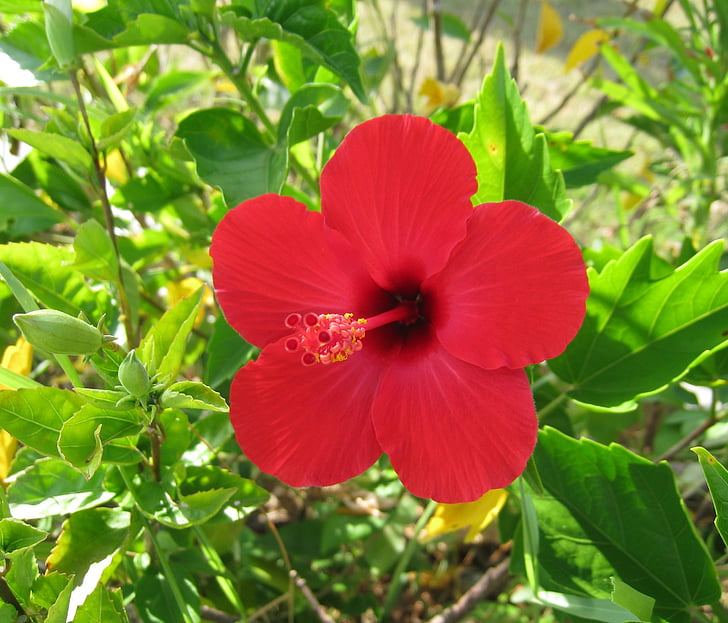 Hibiscus, Ishigaki island, erillissaaret, punainen, kukat, vihreä, suuri