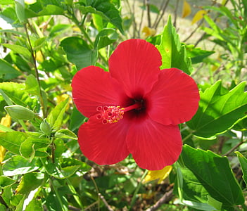 Hibiscus, Ishigaki sala, aizjūras teritorijas, sarkana, ziedi, zaļa, liels
