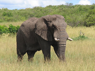 Kenya, Maasai-mara, elefant, djur wildlife, djur i vilt, gräs, djur