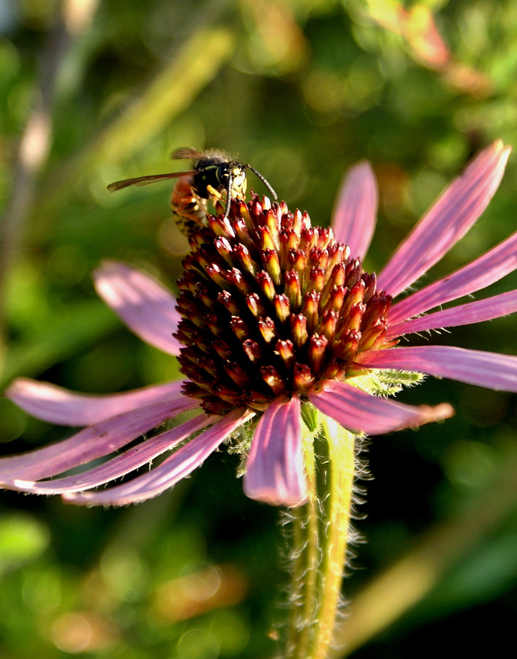 Hoa, Thiên nhiên, con ong, màu tím, Hoa màu tím
