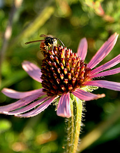 λουλούδι, φύση, μέλισσα, μωβ, μωβ λουλούδια