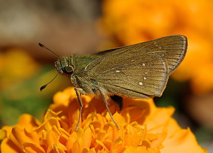 Schipper, vlinder, Pelopidas mathias, Hesperioidea, Blossom, Bloom, insect