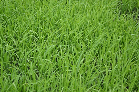 verde, césped, Prado, hierba, campo, Prado, planta