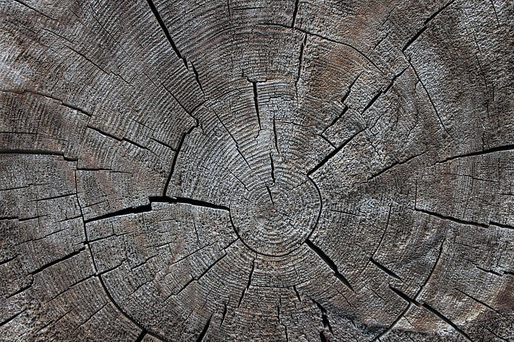 hout, stam, natuur, boom, jaarlijkse ringen