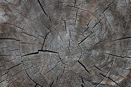 dřevo, kmen, Příroda, strom, letokruhy