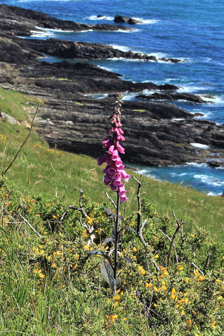 Foxglove, Pantai, alam, liar, bunga, bunga liar, Devon