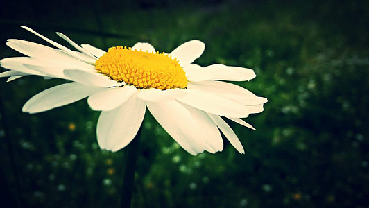 Daisy, blomma, vit, gul